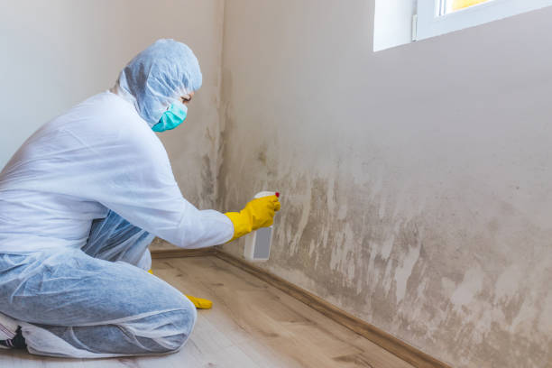 Black mold inspection in Cottage Grove